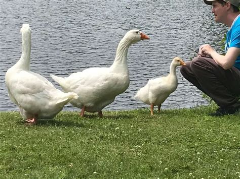 baby goose lovingly greets favorite human everyday