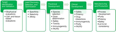 ensuring safety   antibody development process bio rad