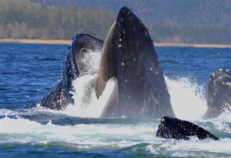 whales lost  teeth  evolving hair  baleen