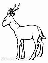Gazelle Impala Antelope sketch template
