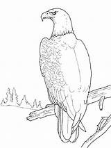 Coloring Pages Eagle Golden Birds sketch template