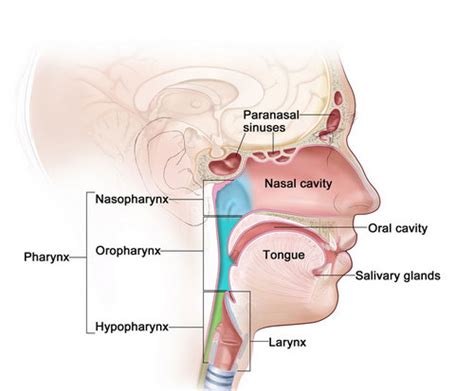 healthoolparts  throat anatomyphoto healthool