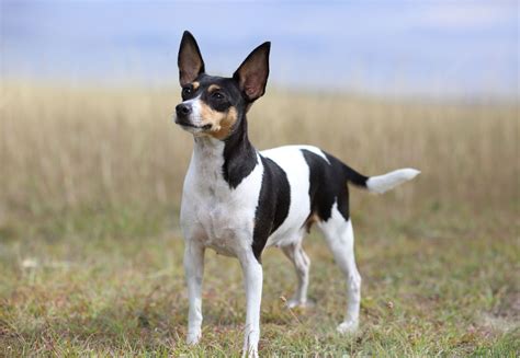 toy fox terrier dog breed characteristics care
