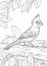 Cardinal Flicker Birds Supercoloring Designlooter sketch template