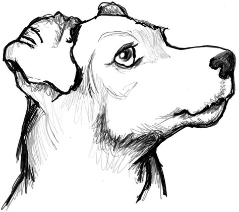draw  terriers face dogs face  easy steps   draw step  step drawing