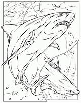 Shark Colorat Rechin Sharks Hai Desene Planse Realistic Basking Rechini Filminspector Trafic Educative sketch template