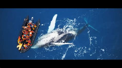 drone footage  humpbacks  antarctica gearminded