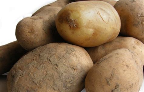 researchers develop potato powered batteries