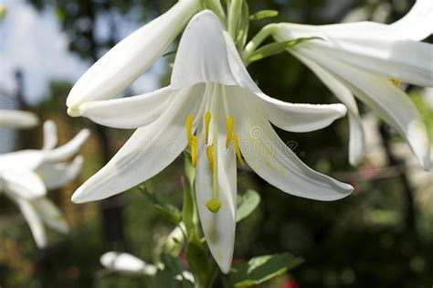 Very Nice White Lilly In My Garden Stock Image Image Of Yellow