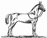 Horse Coloring Pages Appaloosa Dressage Standardbred Printable Paint Color Print Getcolorings Clipartmag Realistic Stall Template Rearing sketch template