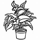 Plant Drawing Plants Clipart Potted Getdrawings sketch template