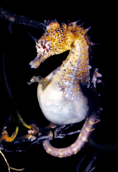 male seahorse  human pregnancies remarkably alike