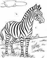 Coloring Pages Zebra Cute Animal Baby Animals Printable Colouring Color Jungle Getcolorings Realistic Zebras Kids Zoo Print Pattern Safari Preschool sketch template