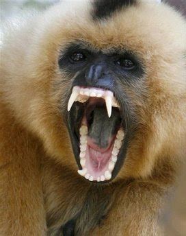 head primates dentition patterns