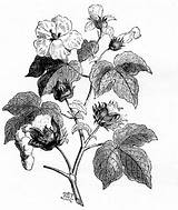 Cotton Drawing Plant Sketch Boll Drawings Domain Public Flower  Copyright Botanical Fields Paintingvalley Reusableart Getdrawings Commons Wikimedia Choose Board sketch template