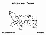 Tortoise Coloring Desert Labeling Exploringnature California Arizona Nevada sketch template