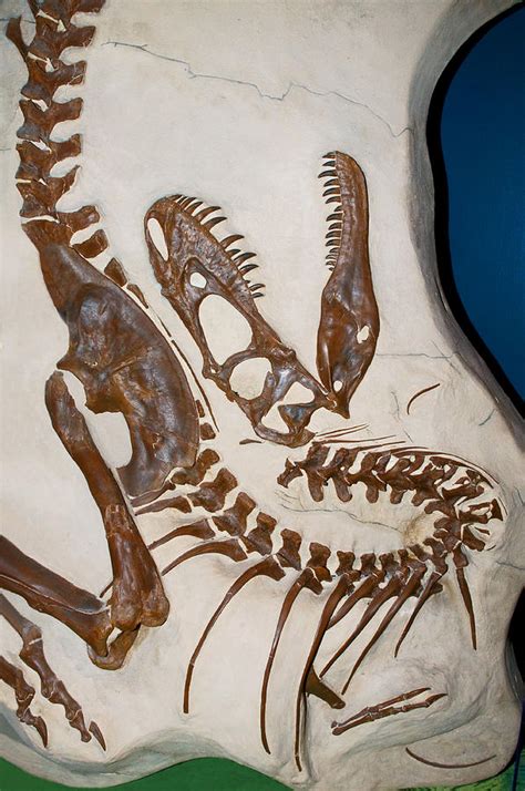 albertosaurus fossil replica photograph  millard  sharp fine art