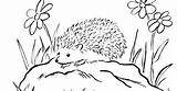 Hedgehog Coloring Porcupine Pages Printable Hedgehogs Kids Drawing Colouring Print Sheet Cute Color Sheets Animals Samanthasbell Forest Critters Today Getdrawings sketch template