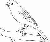 Colorat Desene Uccellino Canary Canar Pasari Pettirosso Planse Passero Pitigoi Uccelli Animale sketch template