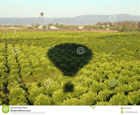 Hot Air Balloons Shadow Over Orange Groves Stock Image