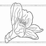 Illustratio Blossoms Almond sketch template