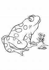Frog Coloring Tree Eyed Red Getcolorings Pages sketch template