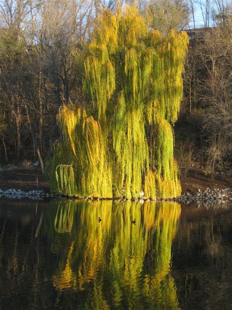 Niobe Golden Weeping Willow Tree Seedling Rainbow Tree