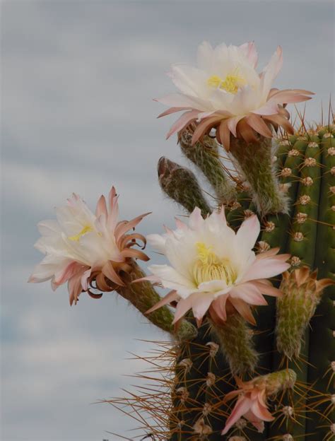 cactus blossoms cactus blossoms blossom plants