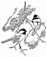 Chickadee Coloring Capped Drawing Drawings Getdrawings 735px 93kb sketch template