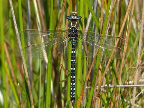 common hawker british dragonfly society