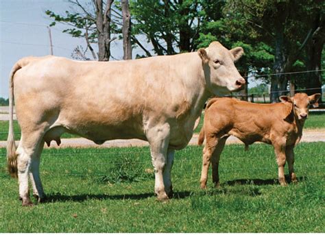 blonde d aquitaine canadian beef breeds council