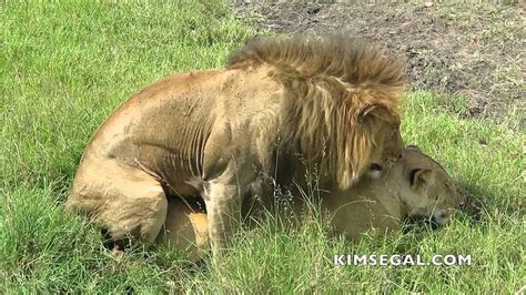 lions mating youtube