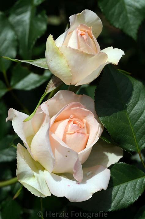 photo rosa sans souci rose by tina and horst herzig photography beautiful flowers rose