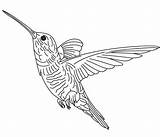 Hummingbird Rocks sketch template