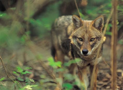 red wolf canis rufus wildlife journal junior