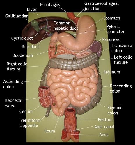 Human Digestive System Anatomy Uark Flashcards Quizlet