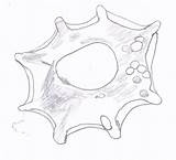 Diatom Drawing Copepod First sketch template