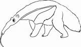 Anteater Coloring Drawing Pages Printable Line Draw Realistic Animals Rainforest Ant Kids Adults Drawings Step Color Blogthis Email Twitter Choose sketch template