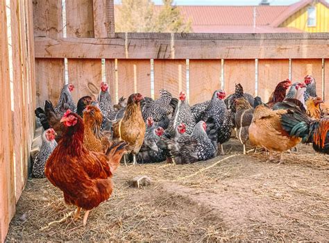 beginner s guide to raising laying hens the prairie homestead