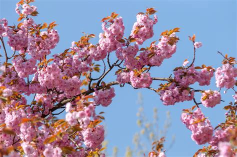 japanese flowering cherry trees      common cherry trees