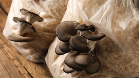 grow oyster mushrooms  home    gallon bucket