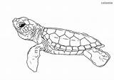 Zoo Turtle Sweat Dolphin sketch template