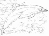 Delfin Realistic Supercoloring Delfine Kategorien sketch template