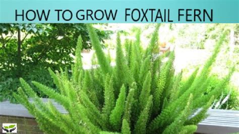 grow foxtail fern plants  vital youtube