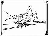 Grasshopper Grasshoppers Insect Insects sketch template