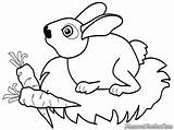 Mewarnai Kelinci Hewan Binatang Kebun Peliharaan Lucu Diwarnai Putih Burung Nama Animasi Pemandangan Paud Berkaki Elang Albi Kurban Koleksi Cabang sketch template