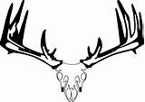 Skull Drawings Deer Cool Whitetail Clipartmag sketch template