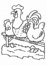 Coloring Pages Rooster Popular Chicken sketch template