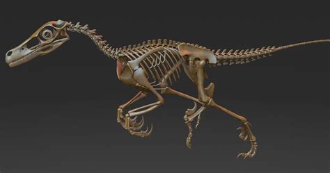 velociraptor skeleton  models  freed
