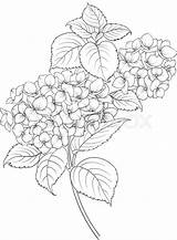 Hydrangea Flower Blooming Drawing Drawings Line Vector Blumen Google Getdrawings Hortensia Illustration Colourbox Tattoos Zeichnung Auswählen Pinnwand Stock Flowers sketch template